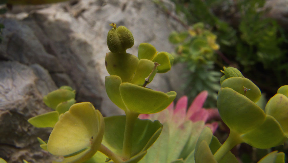 Euphorbia segetalis / Euforbia delle messi